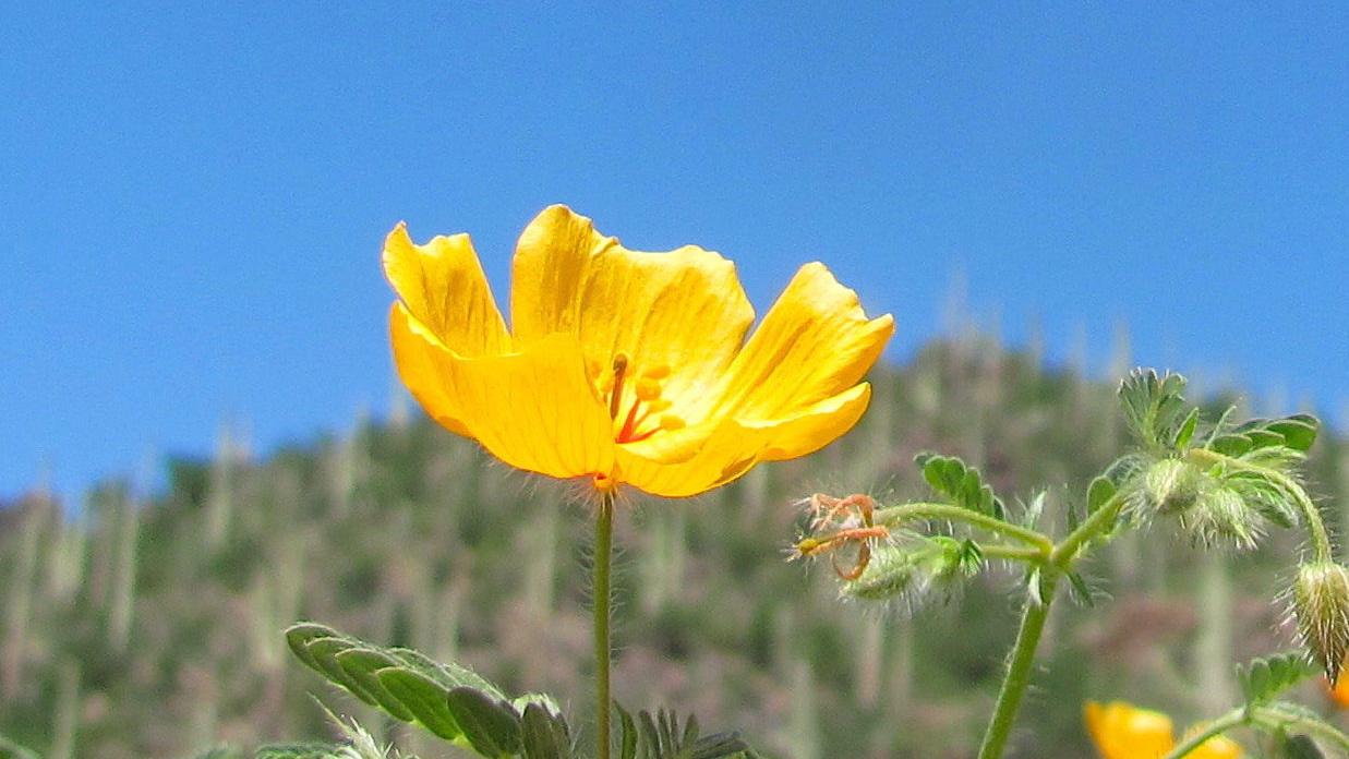 Tucson weather: Record heat possible today